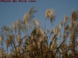 Ripe Reed Heads, South Street, Rockland, Massachusetts