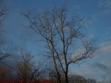 Cold and Mostly Clear, Winter Tree in Afternoon Sun