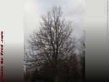 Bare Winter Tree on Unsettled March Sky, Dewitt, New York