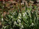 Snowdrops Breaking Into Spring, Groveland, New York