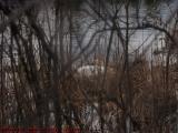 Nesting Swan, Elginwood Pond, Peabody, Massachusetts