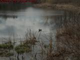 Duck Under Clearing Skies, Elginwood Pond and Cattails