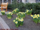 Daffodils and Park Bench, East Campus, MIT, Cambridge