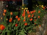 Dandelion Intruder in Tulips, Dell Court, Lynn, Mass.