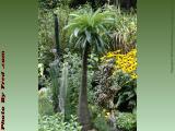 Garden Cacti, Draper Street, Dorchester, Massachusetts