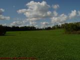Clear Runway North From the Hangar, Seven Gullies Airport