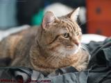 Contented Kitty, Penny Relaxing On Clean Laundry, Medford