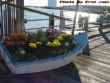A Boatload of Fall Flowers, Seaport Landing Marina, Lynn