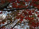 Changing Leaves, Onset of Fall Foliage, Peabody, Mass.