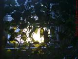 Philodendron Backlit by Morning Sun, Lynn, Massachusetts