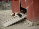 Chicken Traffic at the Coop Door, Groveland, New York