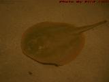 Round Stingray, Mandalay Bay Shark Reef, Las Vegas