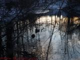 Sunset Reflections Below Elginwood Pond, Peabody, Mass.