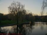 Boston Starts to Bloom, Gloaming Willow at Swan Boat Pond