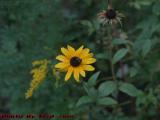 Mating Dance at the Brown Eyed Susan, Dell Court, Lynn