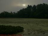 Sun Peeking Over Pollen Laden Crystal Pond, Peabody, Mass.