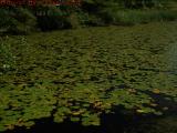 Elginwood Pond Swamped With Lilly Pads, Peabody, Mass.
