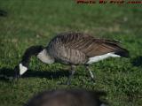 Grazing Goose, Esplanade, Boston, Massachusetts