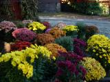 Flower Display, Chris's Farm Stand, Lake Street, Peabody