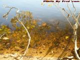 River's Edge Reflections, Mystic River, Medford, Mass.