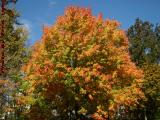 "Stop Light" Tree, Brilliant Foliage in North Cambridge