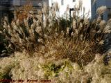 Frosted Fronds in a Backyard Garden, Dorchester, Mass.