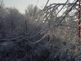 Snow Laden Trees and Wires, Dell Court, Lynn, Mass.