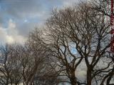 Warm Winter Trees on Partly Sunny Skies, Medford, Mass.