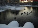 Winter Denizens of Elginwood Pond at Sunset, Peabody