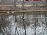 Geese on the Mystic at Alwife Brook Under Cloudy Skies