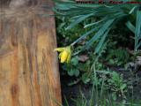 Spring and Board, Daffodil Promising Warm Weather, Medford