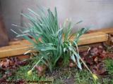 Long Suffering Daffodil Waiting For Spring, Medford