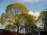 The Color of Spring Leaves, Medford, Massachusetts