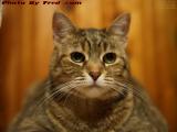Now Resident 8 Years, Penny in Available Light, Medford