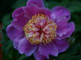 Flower Study, Commonwealth Avenue, Boston, Mass.