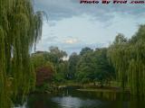 Tranquil Swan Boat Lagoon In Early Sunset, Public Garden