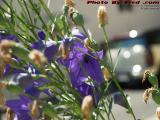 Doing the Pollination Job, Brookings Street, Medford