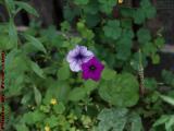 A Purple Pair, Front Yard Flowers at 16 Brookings Street