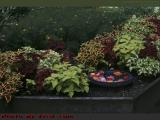 Garden With Floating Flowers, Dorchester, Massachusetts
