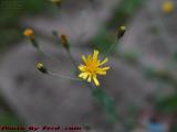 Fall Arrives, Equinox Passes a Summer Flower Hanging On
