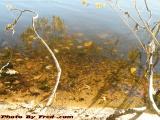 Mixed Realities, Mystic River Reflections, Medford