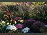 Flower Bed in Early Morning Light, Arlington, Mass.