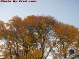 Foliage Crowns Over Douglas Street, Medford, Mass.