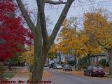 Brilliant Foliage Colors Under Overcast Skies, Medford