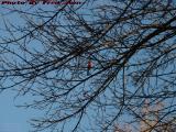 Cardinal Nearly Lost in Bare Branches, Brookings Street