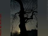 Silhouette Tree on Dramatic Low Sun Sky, Brookings Street