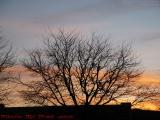 Tree Silhouetted on Sunset, Wellsville, New York