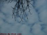 Broken Clouds Beyond Hanging Branches, Medford, Mass.