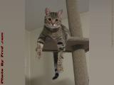 Young Penny Hanging Out in the Cat Tree, Lynn, Mass.
