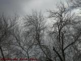 Mostly Cloudy With Mixed Precipitation on Trees, Medford
